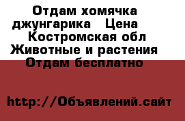 Отдам хомячка - джунгарика › Цена ­ 0 - Костромская обл. Животные и растения » Отдам бесплатно   